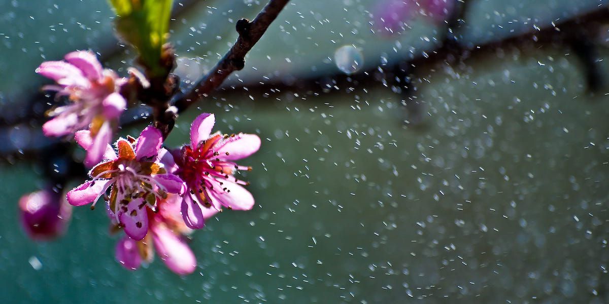 Showers of Spring The World of Chinese