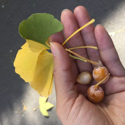 Yellow and green Ginkgo leaves in the palm of a hand.