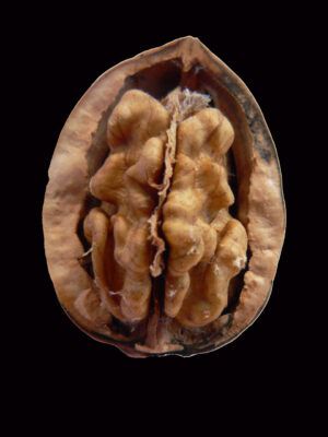 A picture of inside a walnut which describes the Chines horror story about a magical walnut transforming into a creature.