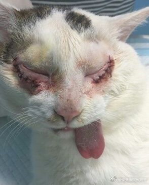 cat eye surgery