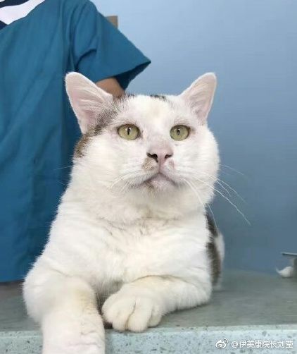 cat eye surgery