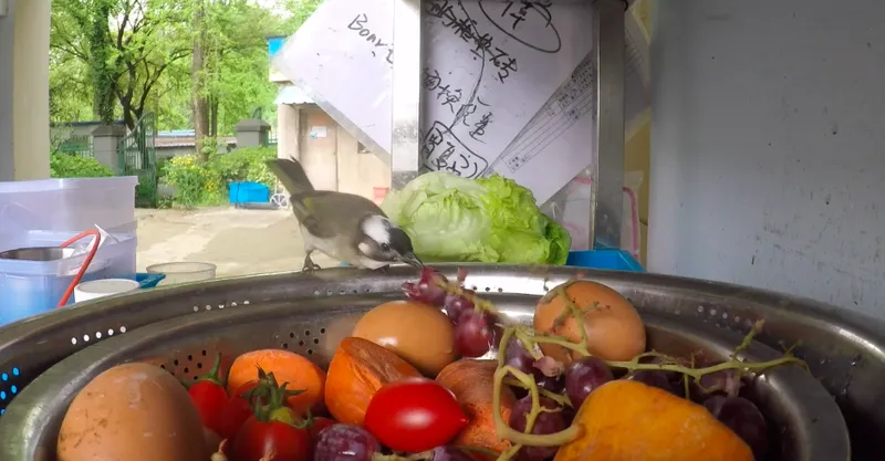 rescued light-vented bulbul eats at wildlife rescue center