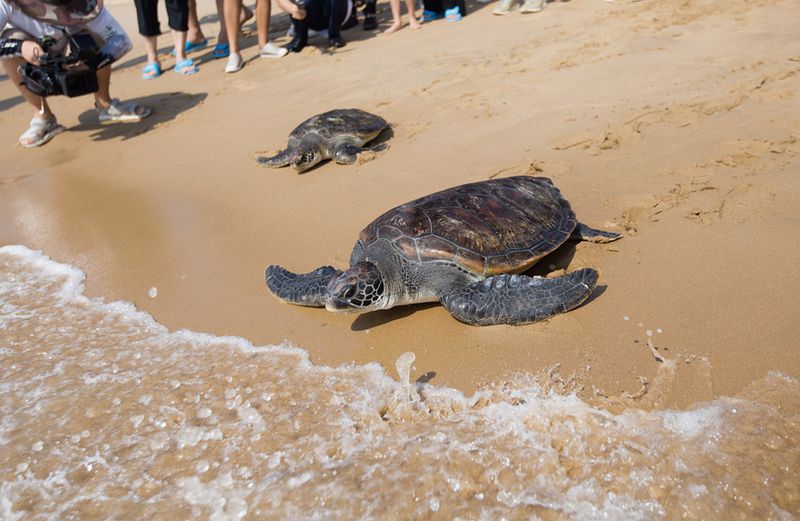 sea turtles crawling back into the ocean near Atlantis Sanya resort. 