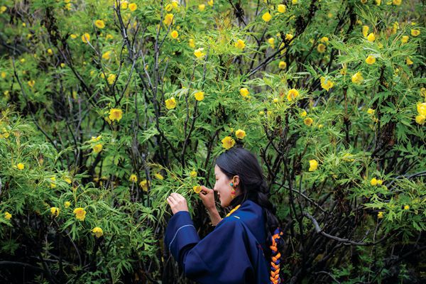 A young Tibetan woman plucks yellow tree peonies, one of many plants used in Tibetan medicine. 