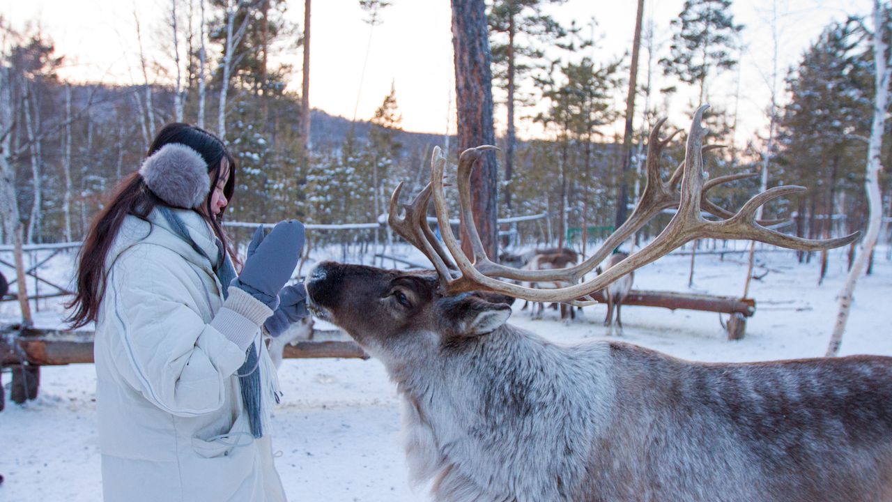 A tourist interacts with a reindeer on an Evenki reindeer farm, near China’s Christmas Village