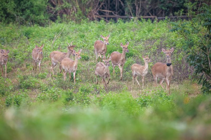 Hainan&#x27;s endangered Eld Deer roaming in Bangxi Nature Reserve. 