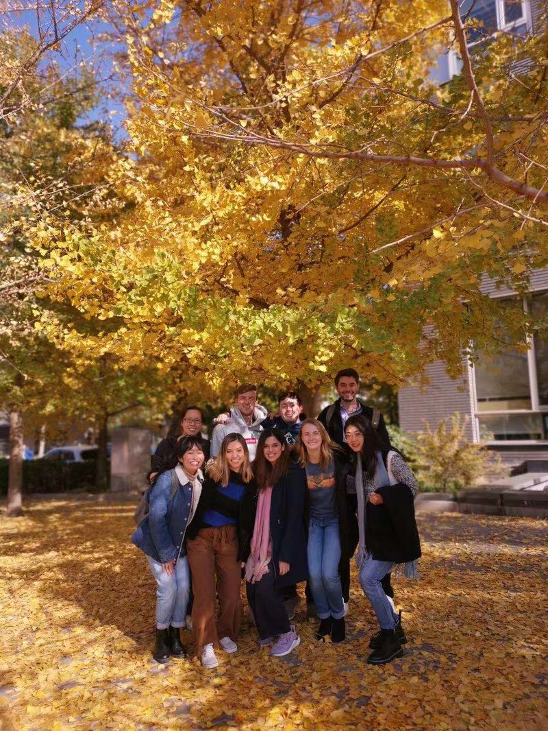 A group of students take a photo with a ginkgo tree at Peking University. 