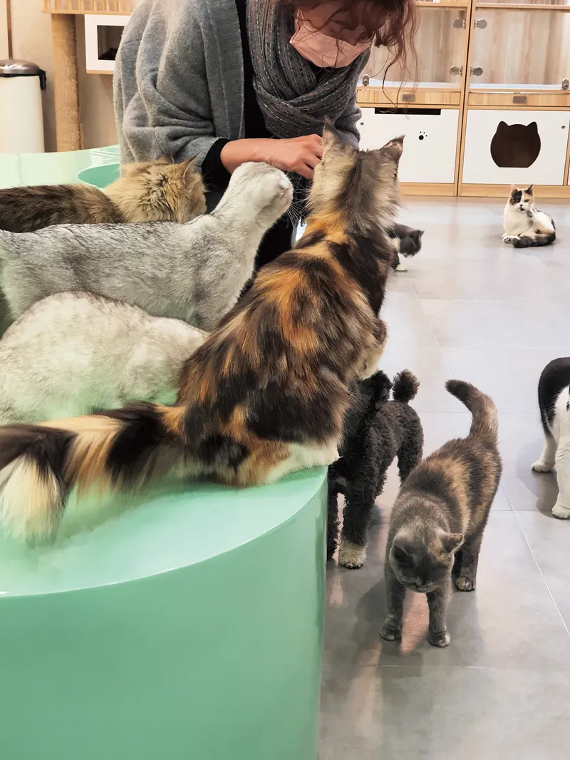 The most well-equipped cat cafes can usually be found in malls and upscale business districts