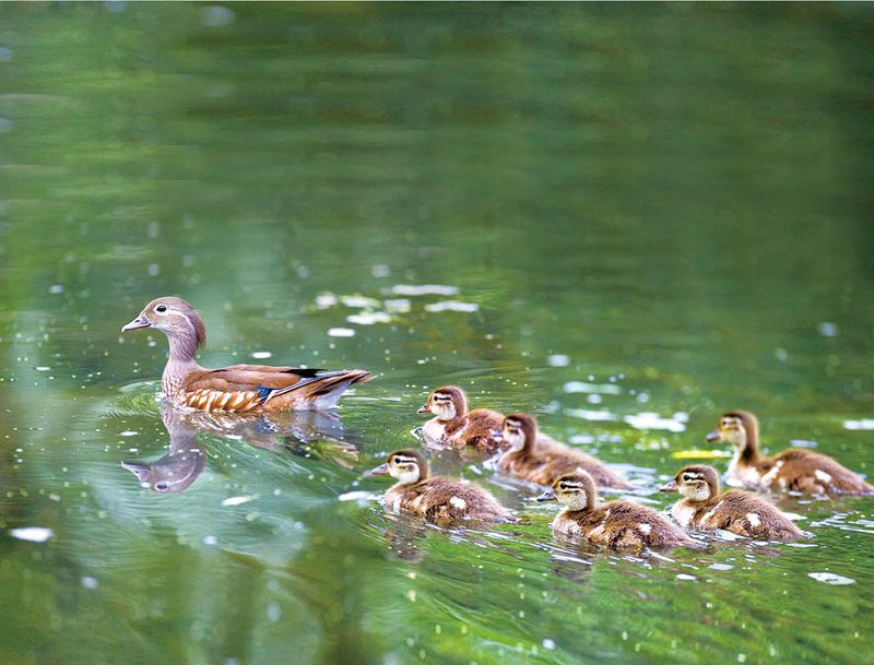 On rare occasions, Mandarin ducks stay in West Lake for the entire summer to raise their ducklings