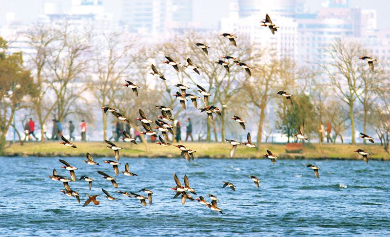 Domesticated Mandarin ducks spend most of their time in water, but wild ones are strong flyers, migrating thousands of miles from the North to the South every year