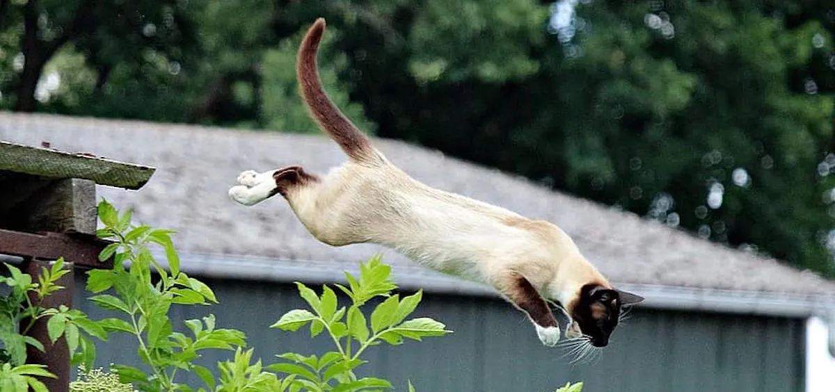 cat-mieze-siam-siamese-siamese-cat-breed-cat-jump.jpg