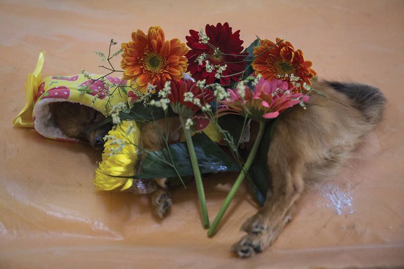 Small dog Xiaoxiao is laid to rest at a pet cemetery in Wuhan in March