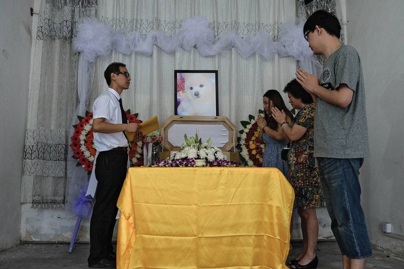 Irwin's tragic passing was lamented by a team of professional mourners