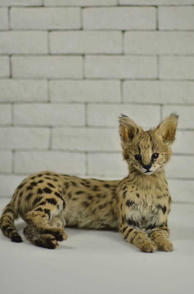 A stuffed pet serval, courtesy of JoyPets
