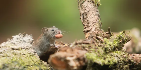 grey-mouse-carrying-food-736524.jpg