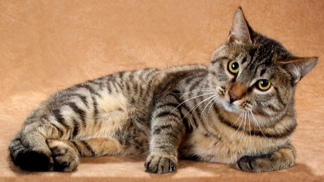 li-hua-cats
