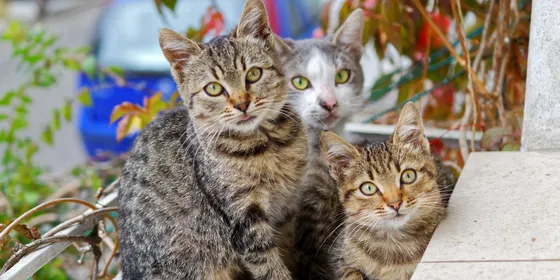 photo-of-three-cats-749212.jpg