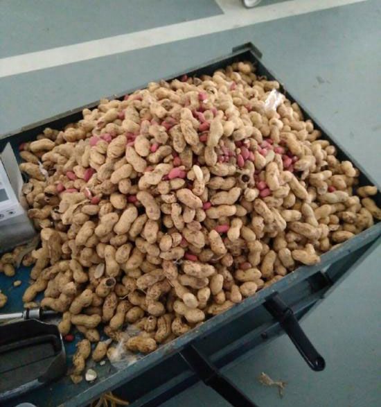 rodentia-2
