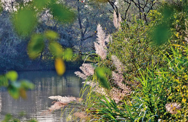 Thick reeds surround Autumn Sown Temple