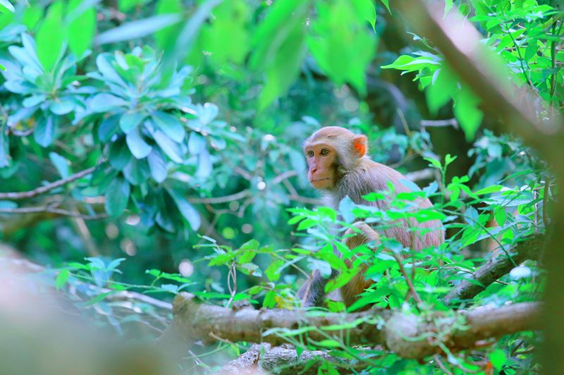 monkeys in sanya island