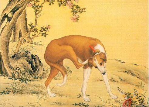 yongzheng-dogs2